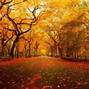 Autumn HD Wallpaper APK