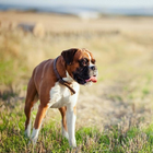 Boxer Dog HD Wallpapers-icoon