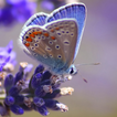 Colourful Butterfly HD