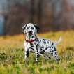 Dalmatian Dog HD Wallpapers