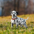 Dalmatian Dog HD Wallpapers icône