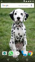 Dalmatian Dog HD Wallpapers ภาพหน้าจอ 1