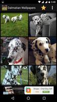 Dalmatian Dog HD Wallpapers screenshot 2
