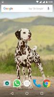 Dalmatian Dog HD Wallpapers تصوير الشاشة 3