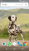 Dalmatian Dog HD Wallpapers capture d'écran 3