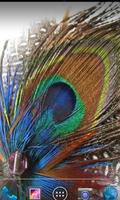Feathers Of Birds HD Wallpaper 截图 3