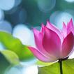 Lotus Flower Wallpaper HD