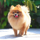 Pomeranian Dog HD Wallpapers icon