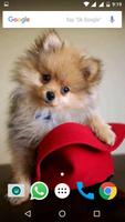 Pomeranian Dog HD Wallpapers captura de pantalla 1