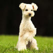Poodle Dog HD Wallpapers