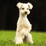 Poodle Dog HD Wallpapers 圖標