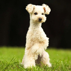 Poodle Dog HD Wallpapers icône