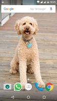 Poodle Dog HD Wallpapers 截图 3