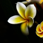 Plumeria Flower HD Wallpapers biểu tượng