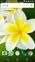 Plumeria Flower HD Wallpapers ảnh chụp màn hình 1