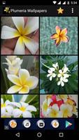 Plumeria Flower HD Wallpapers ภาพหน้าจอ 2