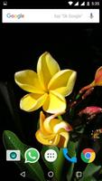 Plumeria Flower HD Wallpapers ảnh chụp màn hình 3