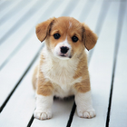 Cute Little Puppies Wallpapers-icoon