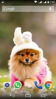 Cute Little Puppies Wallpapers 截圖 3
