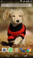 Cute Little Puppies Wallpapers اسکرین شاٹ 1