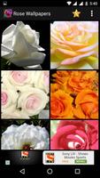 1 Schermata Rose HD Wallpapers