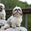 Shih tzu Dog  HD Wallpaper