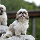 APK Shih tzu Dog  HD Wallpaper