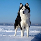 Siberian Husky Wallpapers-icoon