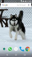 Siberian Husky Wallpapers 스크린샷 3