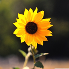 Sunflower HD Wallpaper ikona
