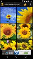 Sunflower HD Wallpaper تصوير الشاشة 2