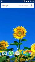 Sunflower HD Wallpaper تصوير الشاشة 3
