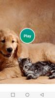 Chiens et chats correspondants Affiche