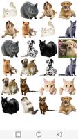 Matching Dogs And Cats syot layar 2