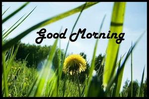 Good Morning Pictures 스크린샷 3