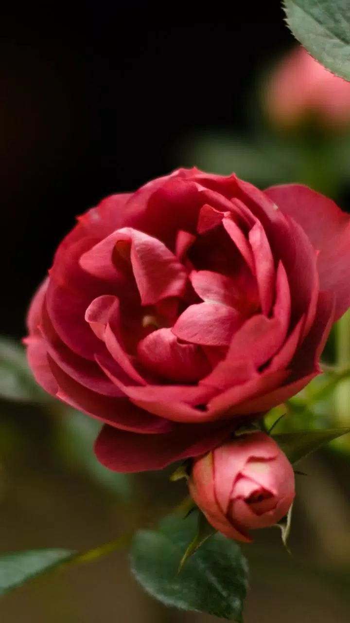 Flower Wallpapers Hd Apk For Android Download