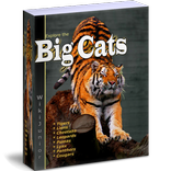 Big Cats