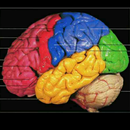 Human Anatomy APK
