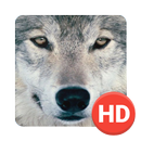 Wolf Wallpapers HD APK