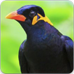 Hill Myna Bird Call : Common Hill Myna Call