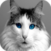 Kucing Kesayangan APK