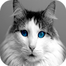 Kucing Kesayangan APK