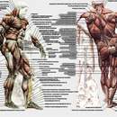Мышцы человека APK
