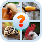 Icona Animal Body Parts Quiz