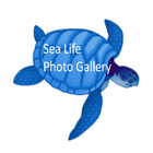 SeaLife Photo Gallery أيقونة