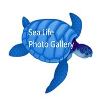 SeaLife Photo Gallery الملصق