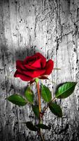 Rose Wallpaper: Rosely ảnh chụp màn hình 3