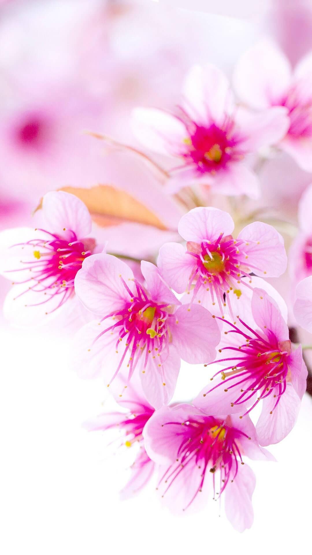 Android 用の バラの壁紙 花 花の背景 Rosely Apk をダウンロード
