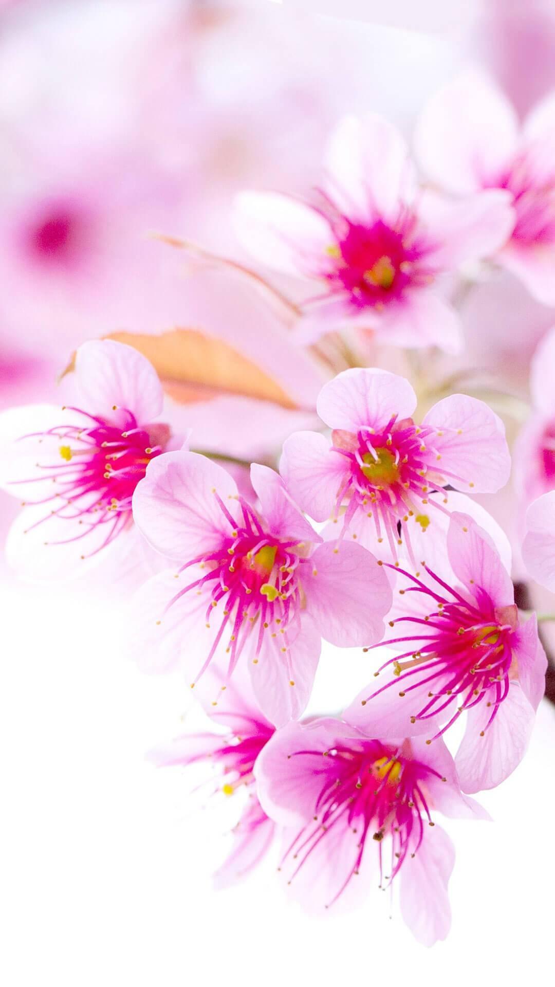 Android 用の バラの壁紙 花 花の背景 Rosely Apk をダウンロード Android 用の バラの壁紙 花 花の背景 Rosely Apk をダウンロード