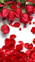 玫瑰壁纸，花卉，花卉背景：Rosely 截图 1